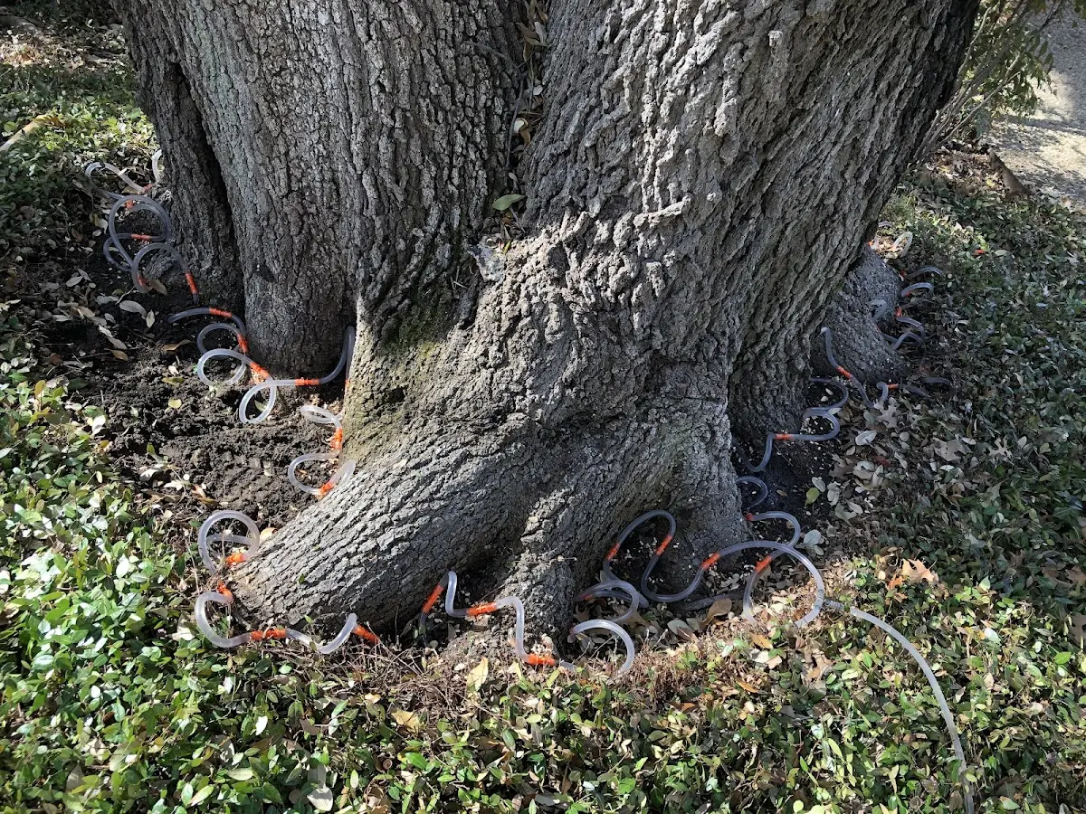 Detailed Tree Cabling and Bracing job site in Dawson