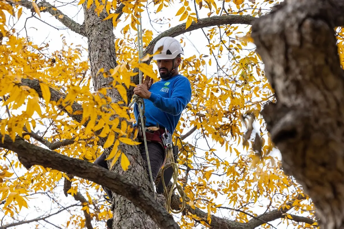 Skilled Tree Transplanting crew working in Dawson